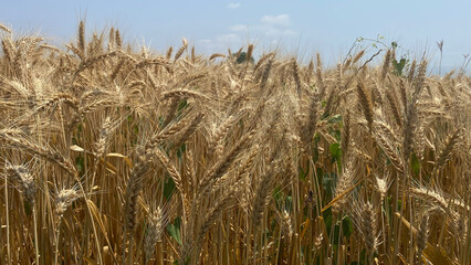 Golden Wheat Grains in Harvest Season Under Sunlight Representing Agriculture, Rural Abundance, Natural Texture and Farming Abundance at its Peak