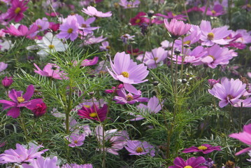 close-up pink Cosmo flowers in the garden in spring