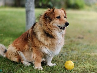 Fluffy brown and white dog sitting on grass outdoors next to a yellow ball, looking to the side