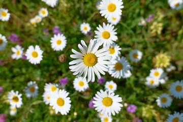 Fototapeta premium Daisies bloom in a vibrant spring meadow 