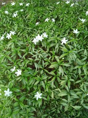 White Flowers Blooming in Green Bush Garden