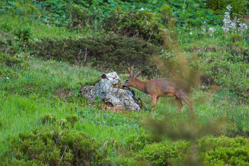 a roe buck is licking salt at a salt lick for wild animals, at a spring day on the mountains