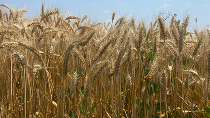 Golden Wheat Grains in Harvest Season Under Sunlight Representing Agriculture, Rural Abundance, Natural Texture and Farming Abundance at its Peak