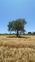 Lone Majestic Tree Amidst Golden Wheat Field During Harvest Season Reflecting Rural Farming Life Under Clear Blue Sky, Vertical