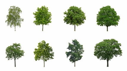 A Collection of Lush Green Trees: Diverse Foliage for Design Projects