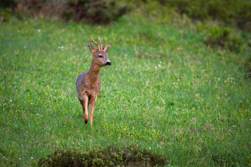 a adult roe buck, capreolus capreolus, on a mountain meadow at a spring day