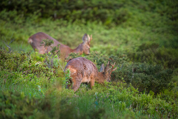 a old roe buck and a roe buck yearling on a mountain meadow at a spring morning