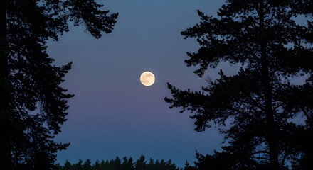 Fototapeta premium Full Moon Night Sky Silhouette of Pine Trees