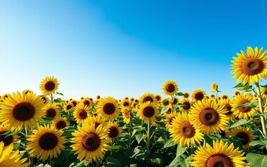 Sunflower field wallpaper in seamless floral pattern. Vivid yellow blooms, clear blue sky, DSLR clarity, soft lighting, no vignette, no people, perfect for high-resolution use.