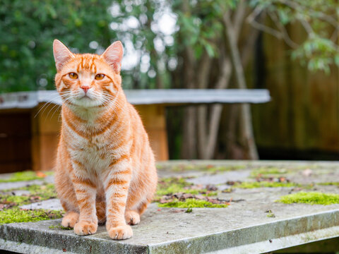 A ginger tabby cat. The cat is orange and has a striped pattern. The image has a calm and peaceful mood, as the pet is not in a hurry. Green trees and farm background. Living in rural country side.