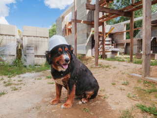 Cute Bearnaise dog wearing hard safety hat on a construction site. New building wall in the background. Tough boss concept. Security and safety theme. Funny scene with a big animal.