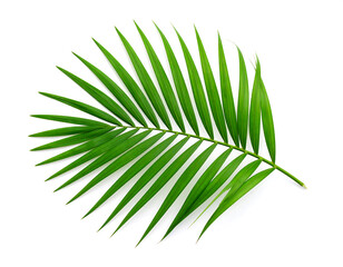 Obraz premium Single lush green palm frond isolated on white