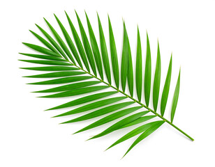 Fototapeta premium Single green palm leaf isolated on white background