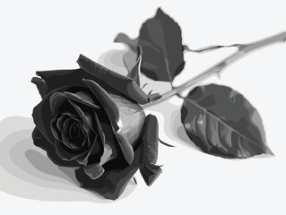 Black rose, vector, white background