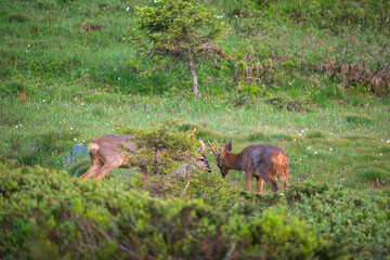 a old roe buck and a roe buck yearling on a mountain meadow at a spring morning