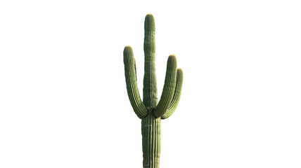 Majestic Saguaro Cactus: A towering saguaro cactus, a symbol of the American Southwest, stands tall against a sky. Its iconic silhouette, with arms reaching skyward, captures the spirit of the desert.
