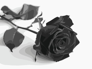 Black rose, vector, white background