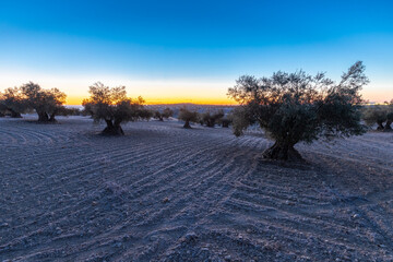 beautiful sunrise over the cultivated farmland in centre of Spain with fields full of olive trees which will be ready to harvest in a couple of months time to be used to produce olive oil for export