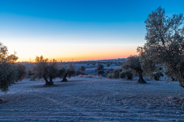 beautiful sunrise over the cultivated farmland in centre of Spain with fields full of olive trees which will be ready to harvest in a couple of months time to be used to produce olive oil for export