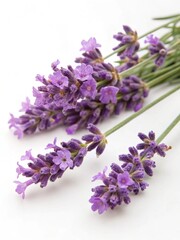 Fototapeta premium Close-up of lavender flowers on a white background