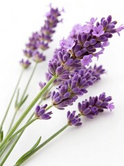 Fototapeta premium Beautiful Lavender Flowers on a White Background