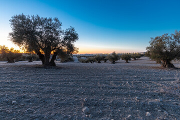 beautiful sunrise over the cultivated farmland in centre of Spain with fields full of olive trees which will be ready to harvest in a couple of months time to be used to produce olive oil for export