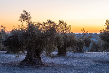 beautiful sunrise over the cultivated farmland in centre of Spain with fields full of olive trees which will be ready to harvest in a couple of months time to be used to produce olive oil for export