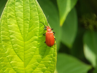 red-headed cardinal beetle summer uk