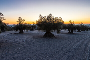 beautiful sunrise over the cultivated farmland in centre of Spain with fields full of olive trees...