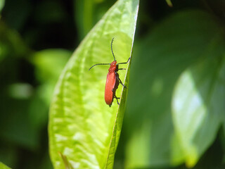 red-headed cardinal beetle summer uk