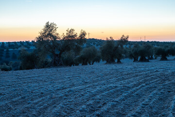 beautiful sunrise over the cultivated farmland in centre of Spain with fields full of olive trees which will be ready to harvest in a couple of months time to be used to produce olive oil for export