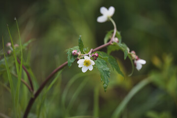 aconite-leaved buttercup, ranunculus aconitifolius, on a mountain meadow at a spring day