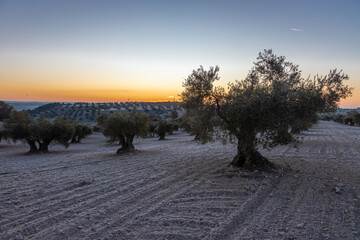 beautiful sunrise over the cultivated farmland in centre of Spain with fields full of olive trees which will be ready to harvest in a couple of months time to be used to produce olive oil for export