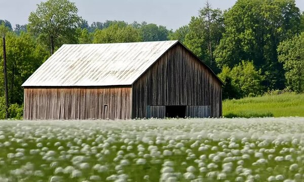 Rustic Barn Amidst a Field of White Flowers