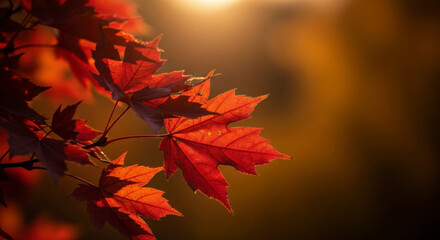 Vibrant Red Maple Leaves on a Branch Illuminated by Golden Sunlight During Autumn Season