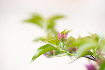Delicate Bougainvillea branch with white background