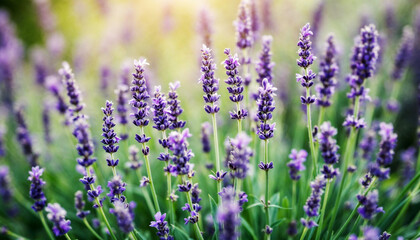 Close Up of Purple Lavender Flowers in Soft Focus