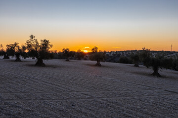 beautiful sunrise over the cultivated farmland in centre of Spain with fields full of olive trees which will be ready to harvest in a couple of months time to be used to produce olive oil for export