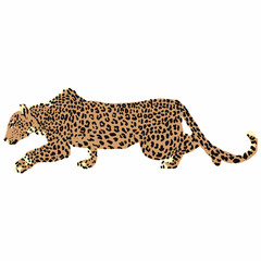 leopard illustration