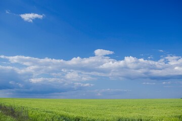 Green field and blue sky with white clouds. Colorful seasonal landscape. Nature background.