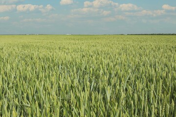 Wheat field. Ears of green wheat close-up. Agricultural background.  