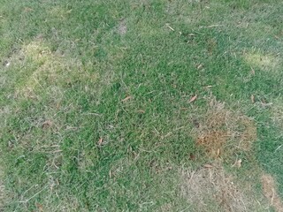 dry grass in a field in summer closeup