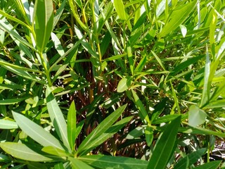 Fototapeta premium green leaves in the garden closeup