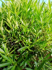 green grass in the garden close-up