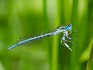 White legged damselfly or blue featherleg