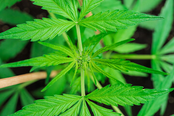 A closeup view of a robust and healthy cannabis plant, highlighting its vibrant green leaves and showcasing the beauty and vitality of nature
