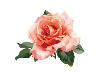 Peach pink rose, vector, isolated on white background