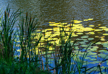 Sunlit riverine vegetation in early summer.