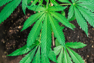 A closeup view of a robust and healthy cannabis plant, highlighting its vibrant green leaves and showcasing the beauty and vitality of nature