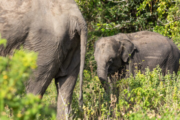 An elephant with a baby elephant are walking in the forest and eating grass
